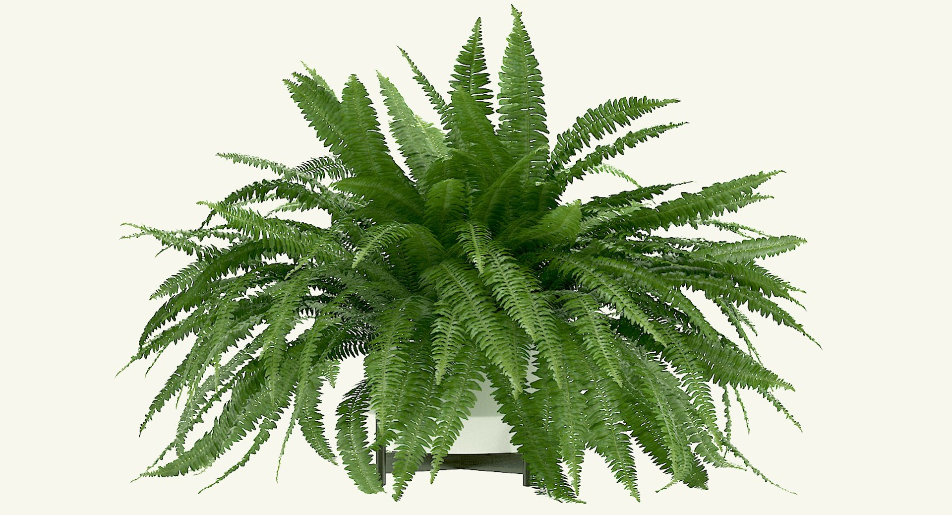 3D sword fern nephrolepis model https://p.turbosquid.com/ts-thumb/zQ/p9eePn/tadJsRd4/my_turntable/jpg/1506521976/1920x1080/turn_fit_q99/f6cf732acaf4421ded6d7d12b2aeb8446cb62aa5/my_turntable-1.jpg