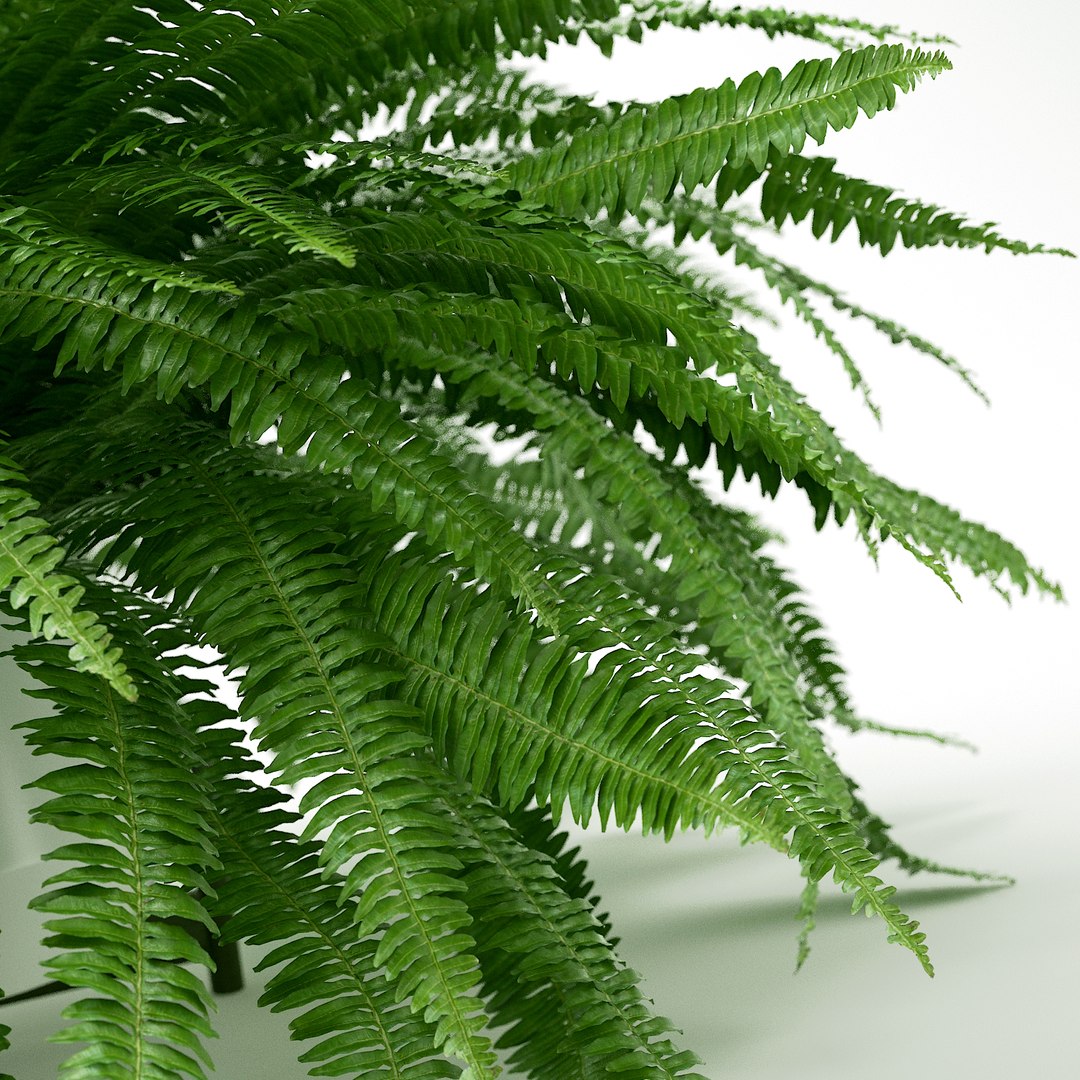 3D Sword Fern Nephrolepis Model - TurboSquid 1207408