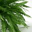 Sword Fern Nephrolepis Exaltata