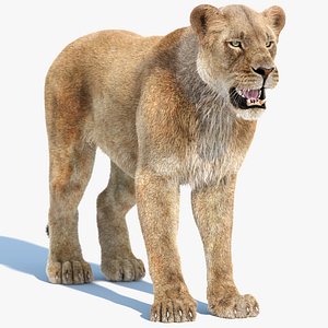 3D model Lioness with Fur