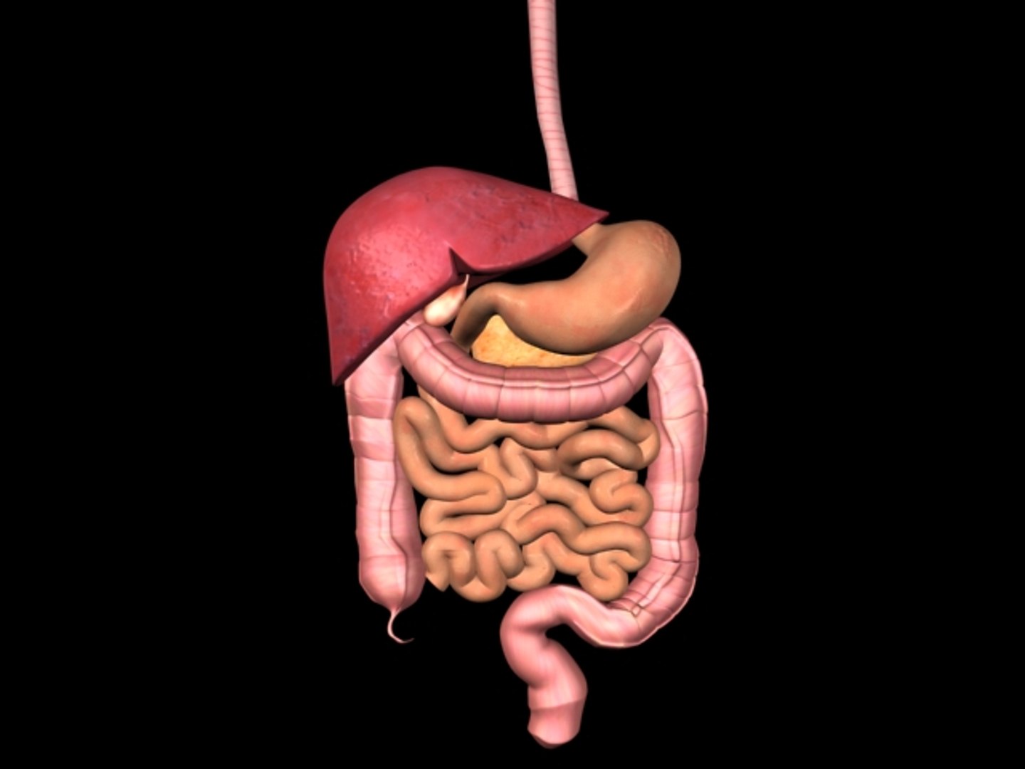 digestive max