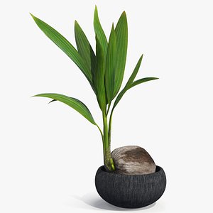 3D Coconut Palm Seedling in Stone Pot Plant Fur
