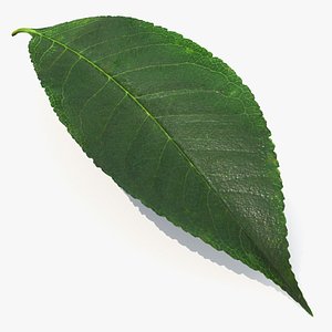 3D Realistic Cherry Tree Leaf model