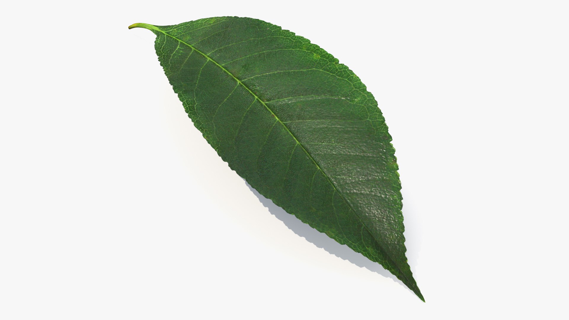 Cherry Tree Collection 3D model https://p.turbosquid.com/ts-thumb/zQ/wIySFa/xm/realistic_cherry_tree_leaf_002/jpg/1790116182/1920x1080/fit_q87/24d43188dc5f39e8808e6013326ba9d6f9a1f34e/realistic_cherry_tree_leaf_002.jpg