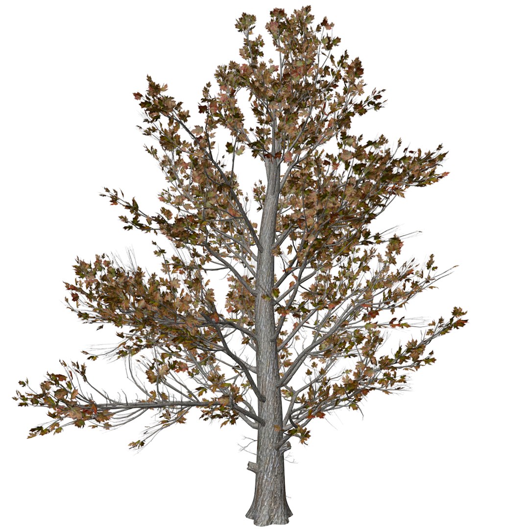 3D Sugar Maple Tree In Fall - 10 - Model - TurboSquid 2377843