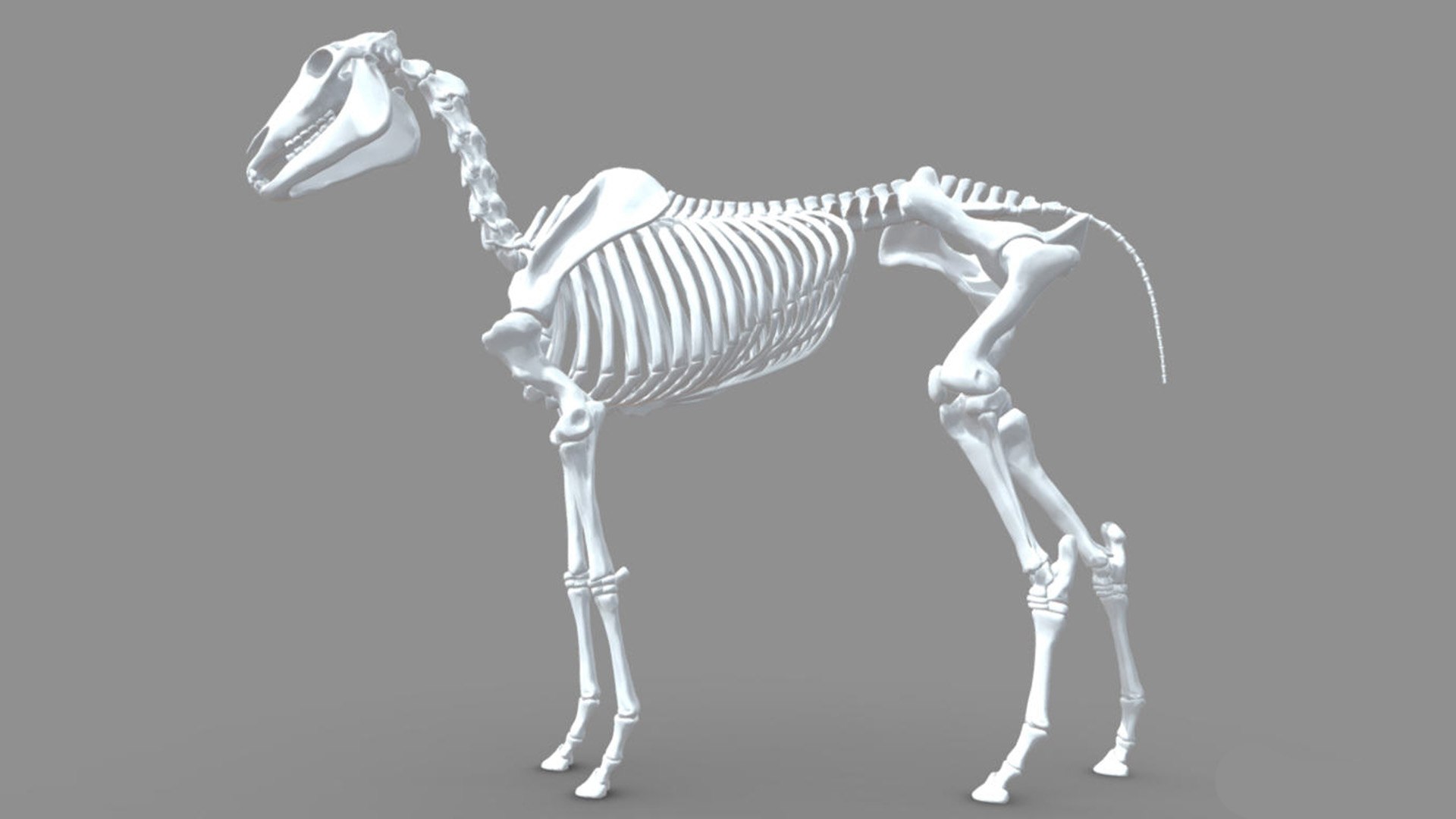 3D model Horse skeleton TurboSquid 2069423