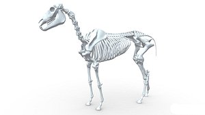 Horse Skeleton 3D Models for Download | TurboSquid