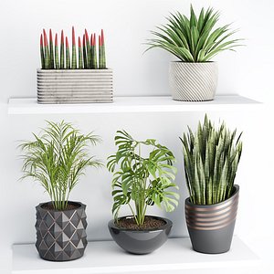 indoor plants on shelf collection vol 100-blend model