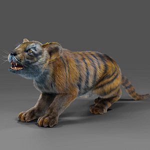 Fur Tiger Cub Rigged and Animated in Blender