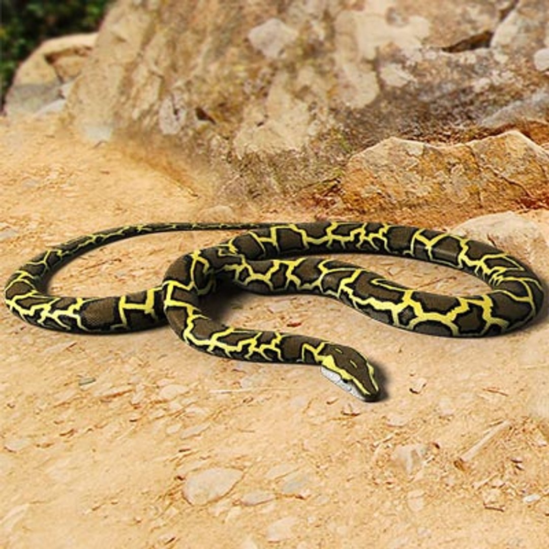 burmese python snakes 3d model https://p.turbosquid.com/ts-thumb/zR/BIYbuU/HWnj5drv/python_ii/jpg/1279612969/1920x1080/fit_q87/66bd11433ea423103cc9191bb5764ab847df18e9/python_ii.jpg