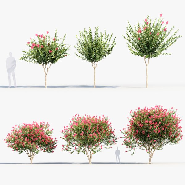 modelo 3d Myrtle Myrtus communis - TurboSquid 2056018