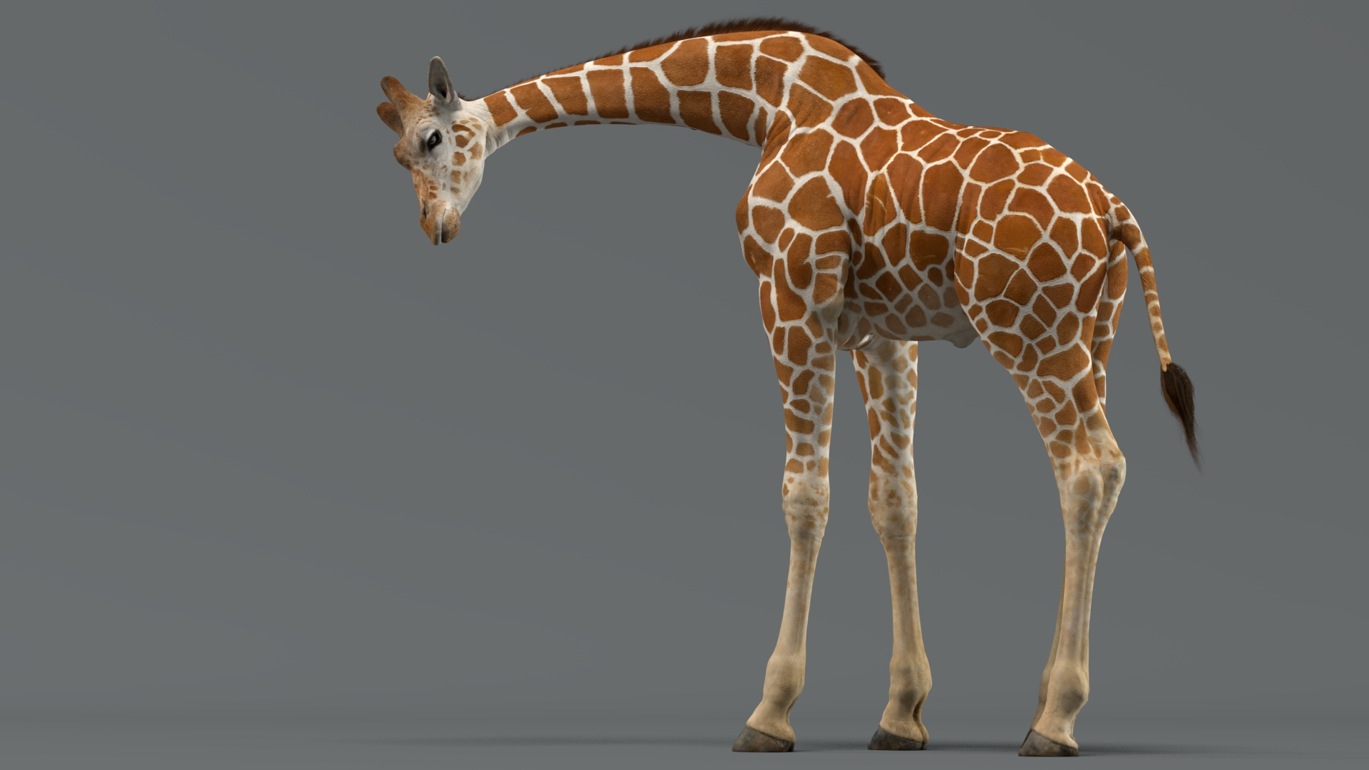 3D giraffe rigged - TurboSquid 1705566