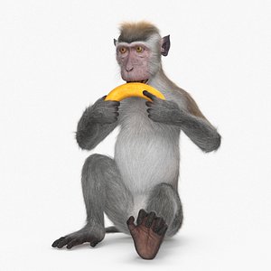 Gray Rhesus Macaque Eating Banana Fur for Cinema 4D 3D model
