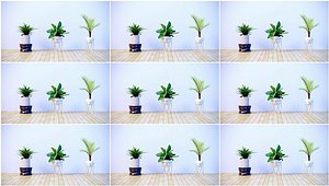 C4D potted model green plant model succulent plant scene rendering 3D