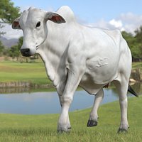Zebu Cattle Female Walking Fur
