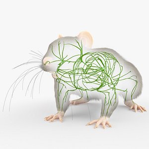 3D Rat Body Skeleton and Lymphatic System Static