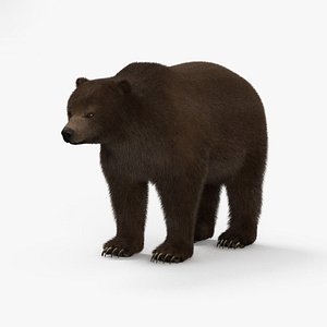 grizzly bear 3D model