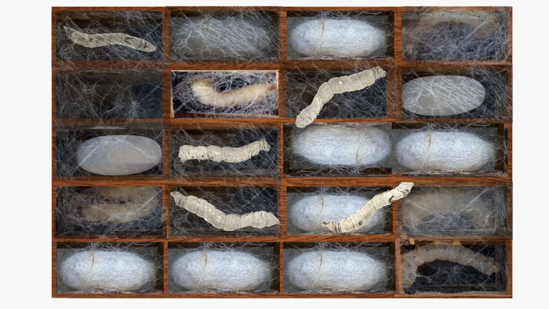 Silkworms in cocoon 3D https://p.turbosquid.com/ts-thumb/zR/ujNrmc/Cb/ps5/jpg/1664294828/1920x1080/fit_q87/1bb0b92610e17540b48173c997f37c8df0604ecc/ps5.jpg