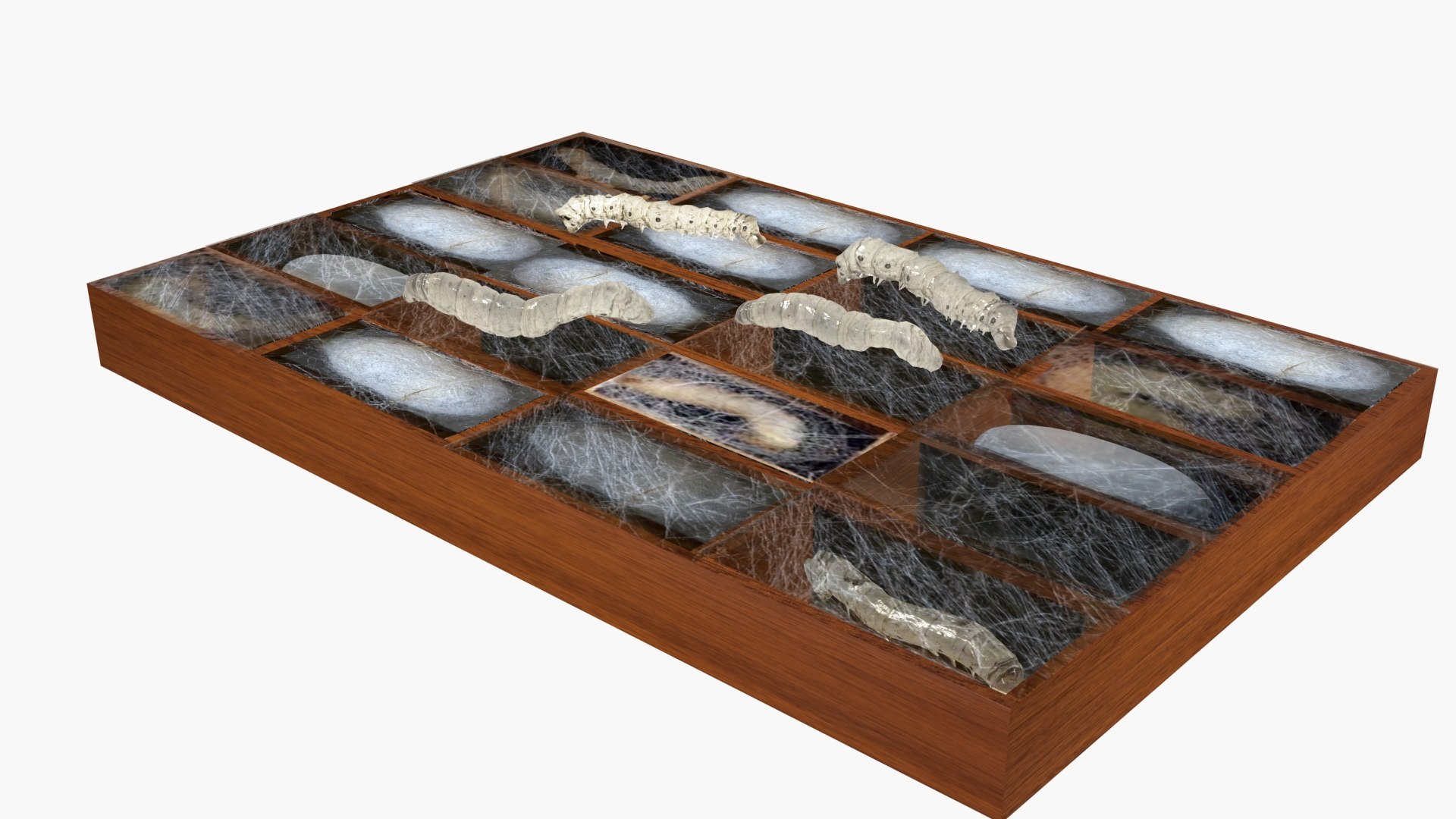 Silkworms in cocoon 3D https://p.turbosquid.com/ts-thumb/zR/ujNrmc/Lo/ps2/jpg/1664294798/1920x1080/fit_q87/223b63c348586905173011108f2ebbf15ceeb4af/ps2.jpg
