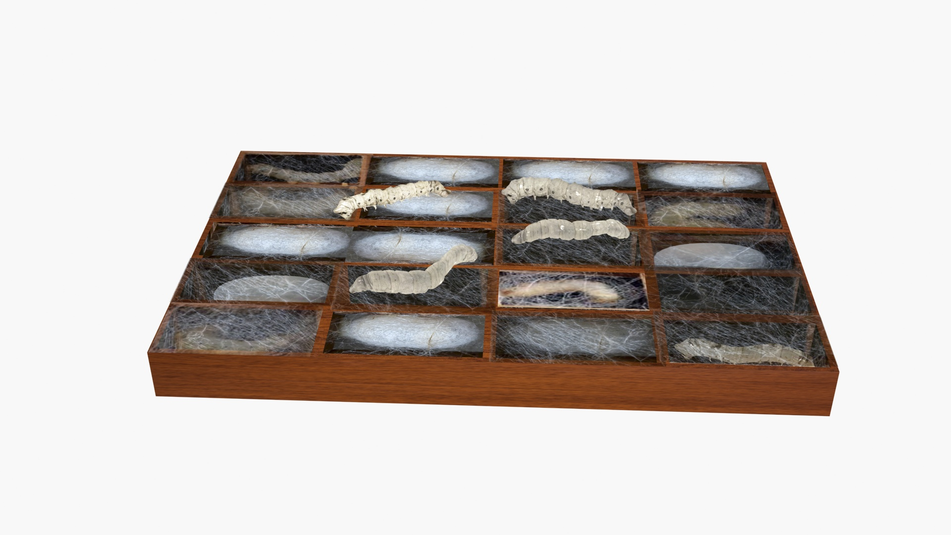 Silkworms in cocoon 3D https://p.turbosquid.com/ts-thumb/zR/ujNrmc/i9/silkworm/jpg/1664294855/1920x1080/turn_fit_q99/56ba17967e59c60f38a5eae18a6c2306b307c67e/silkworm-1.jpg