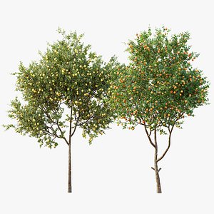 AV Fruit trees Citrus Meyer Lemon Orange and Citrus Sinensis Orange Arancio 3D