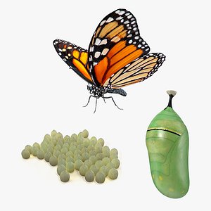 3D Stages of Maturation Monarch Butterfly Collection model