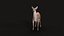 3D Deer model