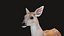 3D Deer model