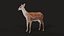 3D Deer model
