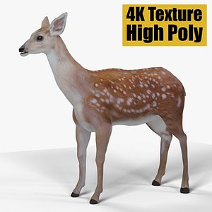 Deer