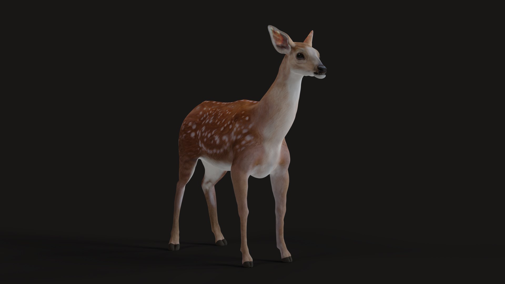 3D Deer model https://p.turbosquid.com/ts-thumb/zS/JkPBmp/fU/05/jpg/1654605048/1920x1080/fit_q87/e0f208c774edb8ef465131fe2ff0bff529147bcd/05.jpg