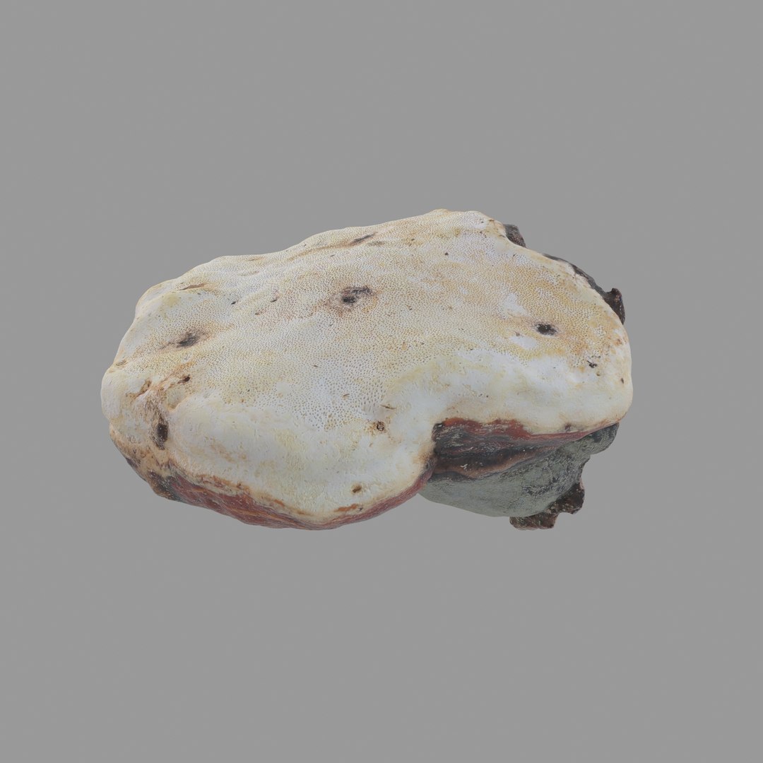 3D scan https://p.turbosquid.com/ts-thumb/zS/KQP8xH/2VsXR14V/07/jpg/1503994521/1920x1080/fit_q87/62785854dac07eb4667b40241b3eeb949cdc00e2/07.jpg