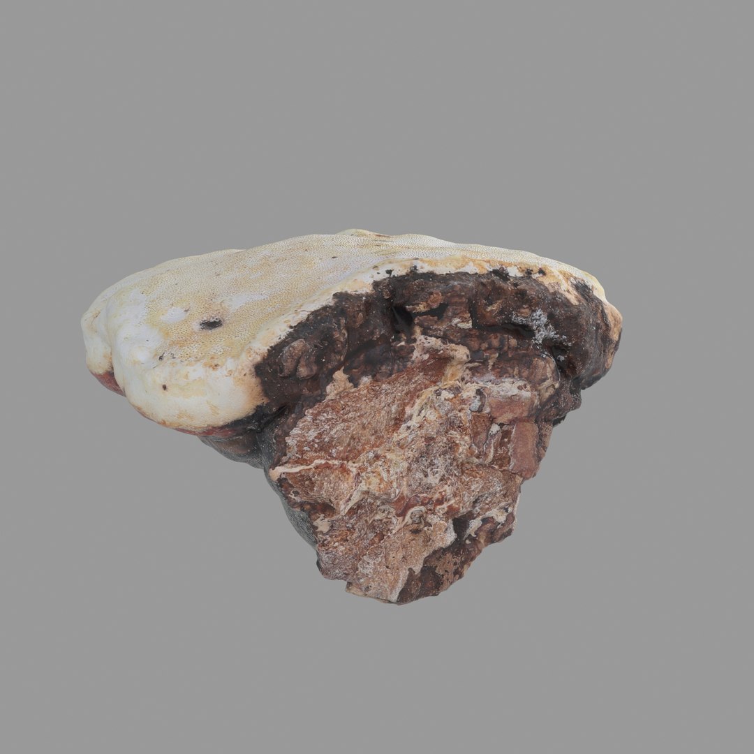3D scan https://p.turbosquid.com/ts-thumb/zS/KQP8xH/4fXiKSGY/08/jpg/1503994521/1920x1080/fit_q87/78fb3443cdc8b8fa82fa9dc00bad0ea5f609e7b2/08.jpg
