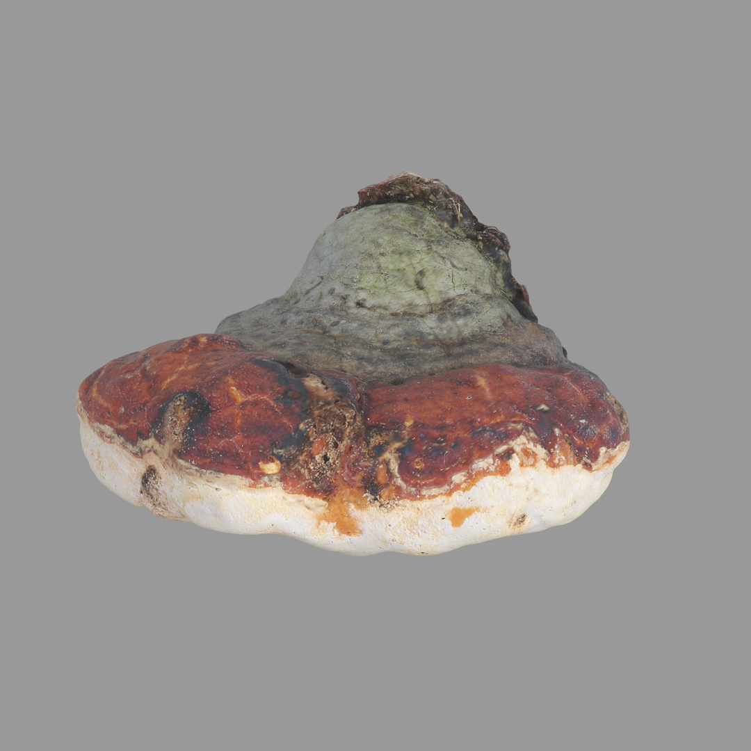 3D scan https://p.turbosquid.com/ts-thumb/zS/KQP8xH/SF1S4Ie9/360/jpg/1503994562/1920x1080/turn_fit_q99/1e085671df05118cbfb188240a8ac632a91986d0/360-1.jpg