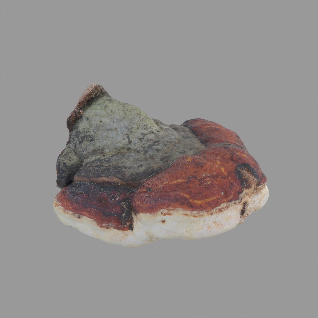 3D scan https://p.turbosquid.com/ts-thumb/zS/KQP8xH/Y45bERIn/04/jpg/1503994521/1920x1080/fit_q87/7f41aff58c7c7e775fb09115b7f8511a93057cee/04.jpg