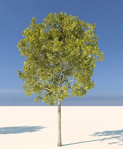3d model corona platanus acerifolia 1