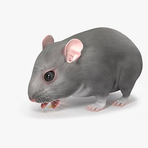 3D Dwarf Hamster Gray Rigged