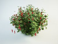 Redcurrant ribes rubrum