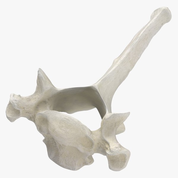 3D model Domestic Cat Toracic Vertebrae TH1