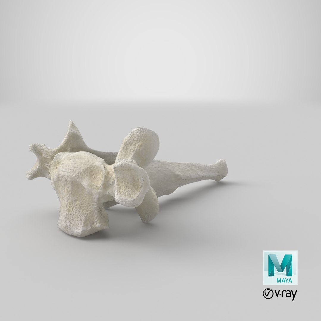 3D model Domestic Cat Toracic Vertebrae TH1 https://p.turbosquid.com/ts-thumb/zS/X71DhU/gI/stemcell_maya_vray_render/png/1641800544/1920x1080/fit_q87/6cb43c2b4e04f94899f564039ff2f14d5ee86acf/stemcell_maya_vray_render.jpg