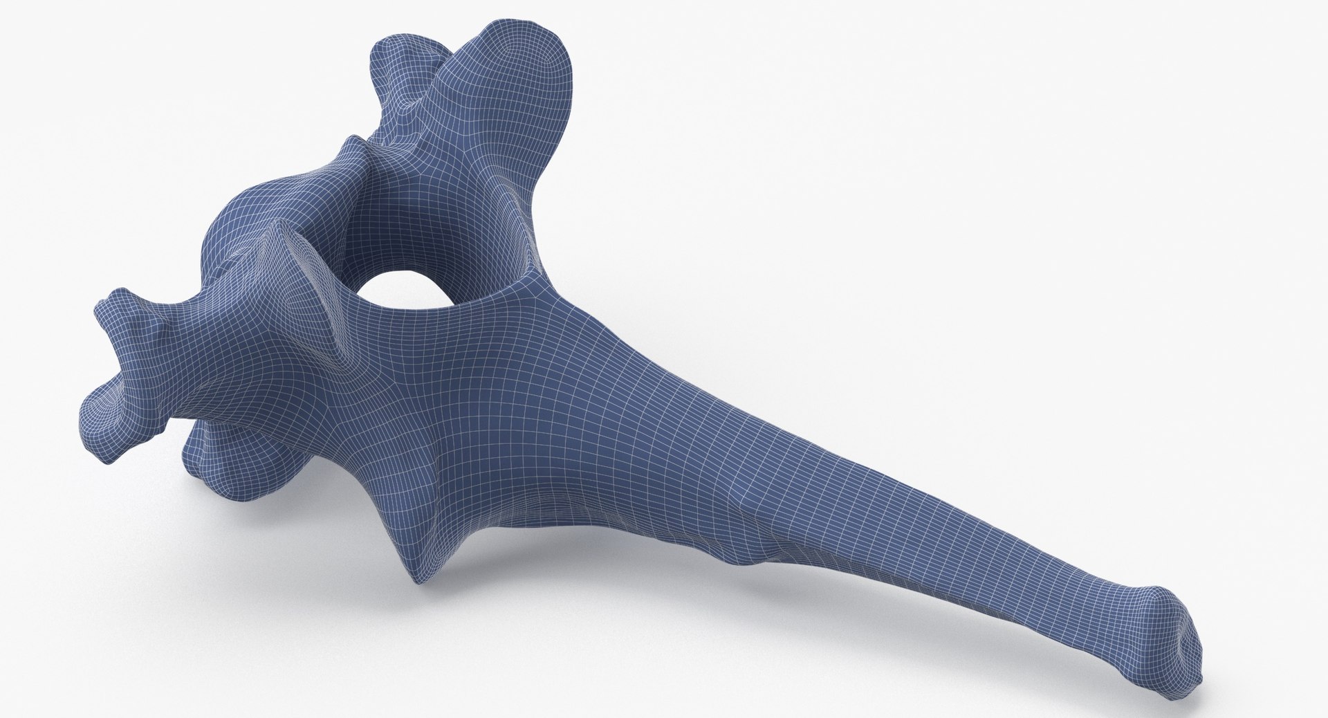 3D model Domestic Cat Toracic Vertebrae TH1 https://p.turbosquid.com/ts-thumb/zS/X71DhU/k9/domestic_cat_toracic_vertebrae_th1_wireframe_0005/jpg/1640077333/1920x1080/fit_q87/cf32177d92614630d4b54e64d44dce4f3d72e77d/domestic_cat_toracic_vertebrae_th1_wireframe_0005.jpg