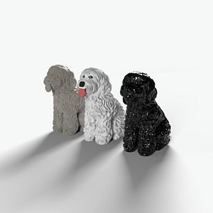 3D Labradoodle model