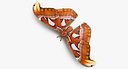 Attacus Atlas Large Saturniid Moth with Fur 3D Model