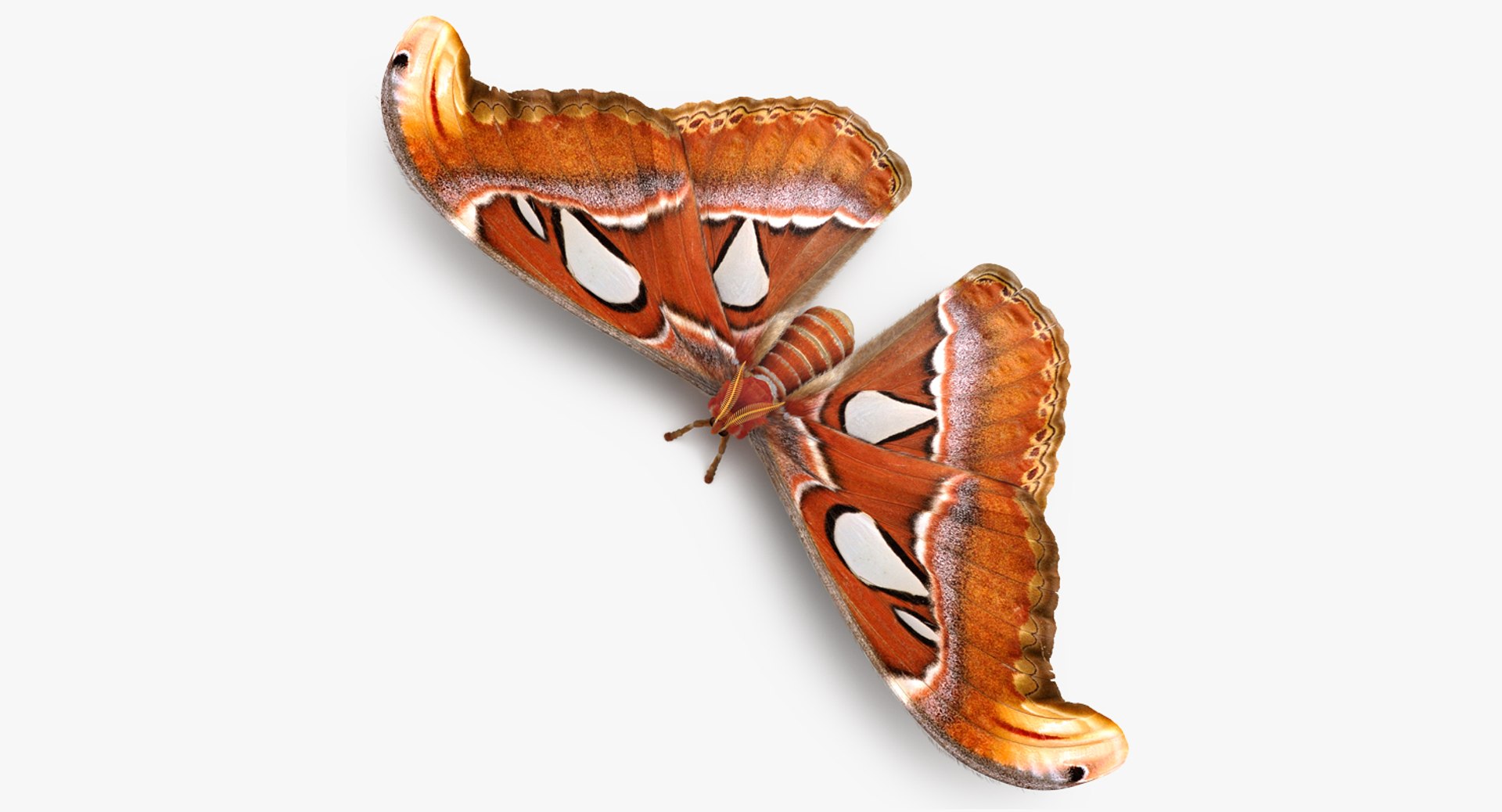 3D Butterflies Fur Collection https://p.turbosquid.com/ts-thumb/zS/mPUSBl/QXzNK40L/attacusatlaslargesaturniidmothwithfur3dsmodel001/jpg/1661973813/1920x1080/fit_q87/ff18b9e3e7434a2f43906b427ad3a92ec185bf09/attacusatlaslargesaturniidmothwithfur3dsmodel001.jpg