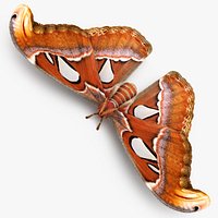 Attacus Atlas Large Saturniid Moth with Fur 3D Model