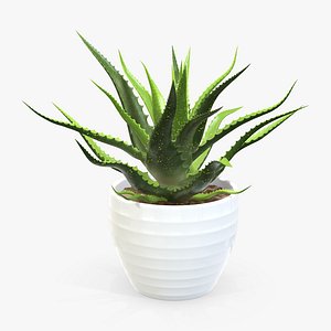 Succulent in planter pot plant 02