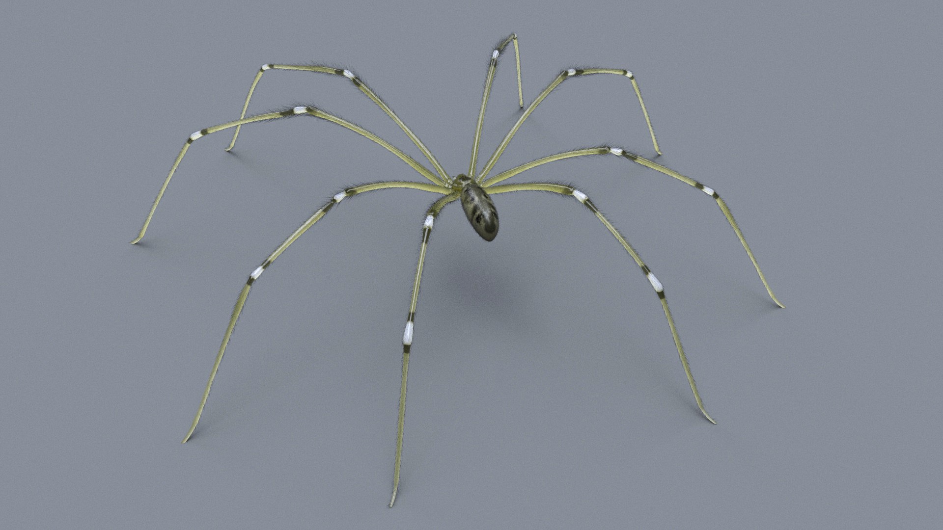 3D DaddyLongLegs https://p.turbosquid.com/ts-thumb/zS/tin1vo/25/daddylongleg_marketing_03/jpg/1720651826/1920x1080/fit_q87/e1670c9c9ff7cab93b6557ec75ab2081b15111b2/daddylongleg_marketing_03.jpg