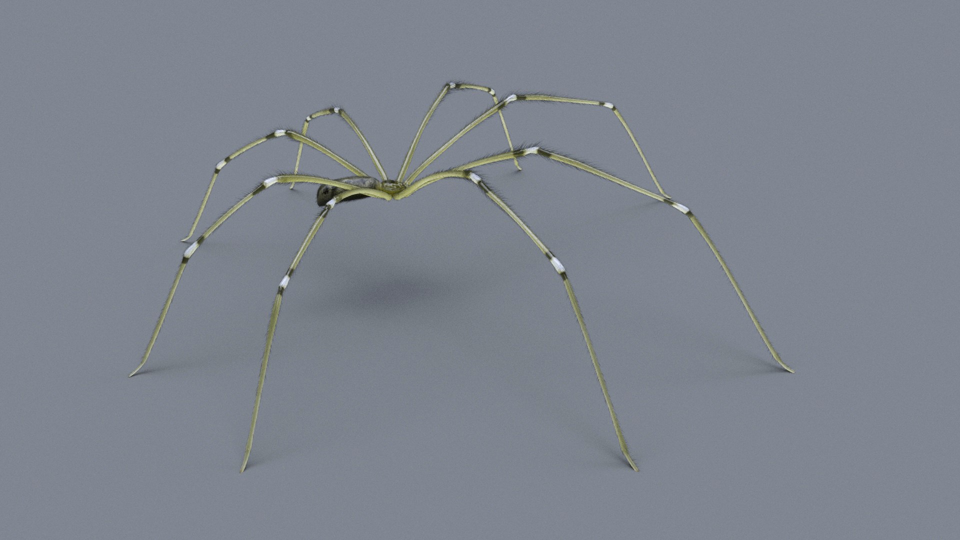 3D DaddyLongLegs https://p.turbosquid.com/ts-thumb/zS/tin1vo/Pk/daddylongleg_marketing_04/jpg/1720651828/1920x1080/fit_q87/fe7bb3bbf084ecffc5483fc8dd7ce9cce8b6b691/daddylongleg_marketing_04.jpg
