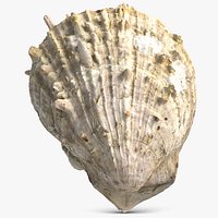 Sea Shell 21