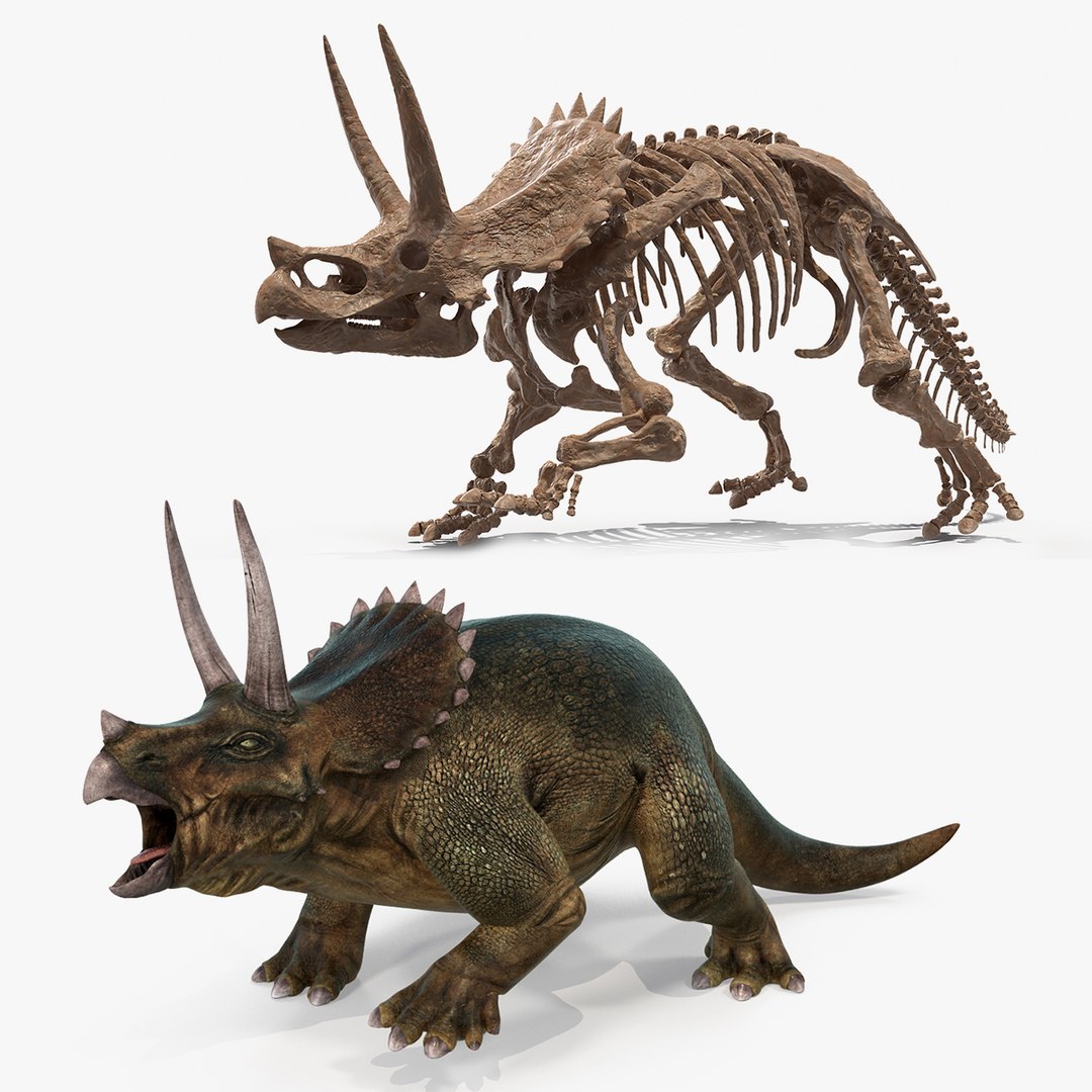 triceratops skeleton fossil rigged 3D https://p.turbosquid.com/ts-thumb/zS/zJcUhB/YTOk76MT/triceratopswithskeletonfossilriggedcollectionc4dmodel000/jpg/1585231014/1920x1080/fit_q87/8b637e8e26ea8df7efaba87d075dbe3f4d218293/triceratopswithskeletonfossilriggedcollectionc4dmodel000.jpg